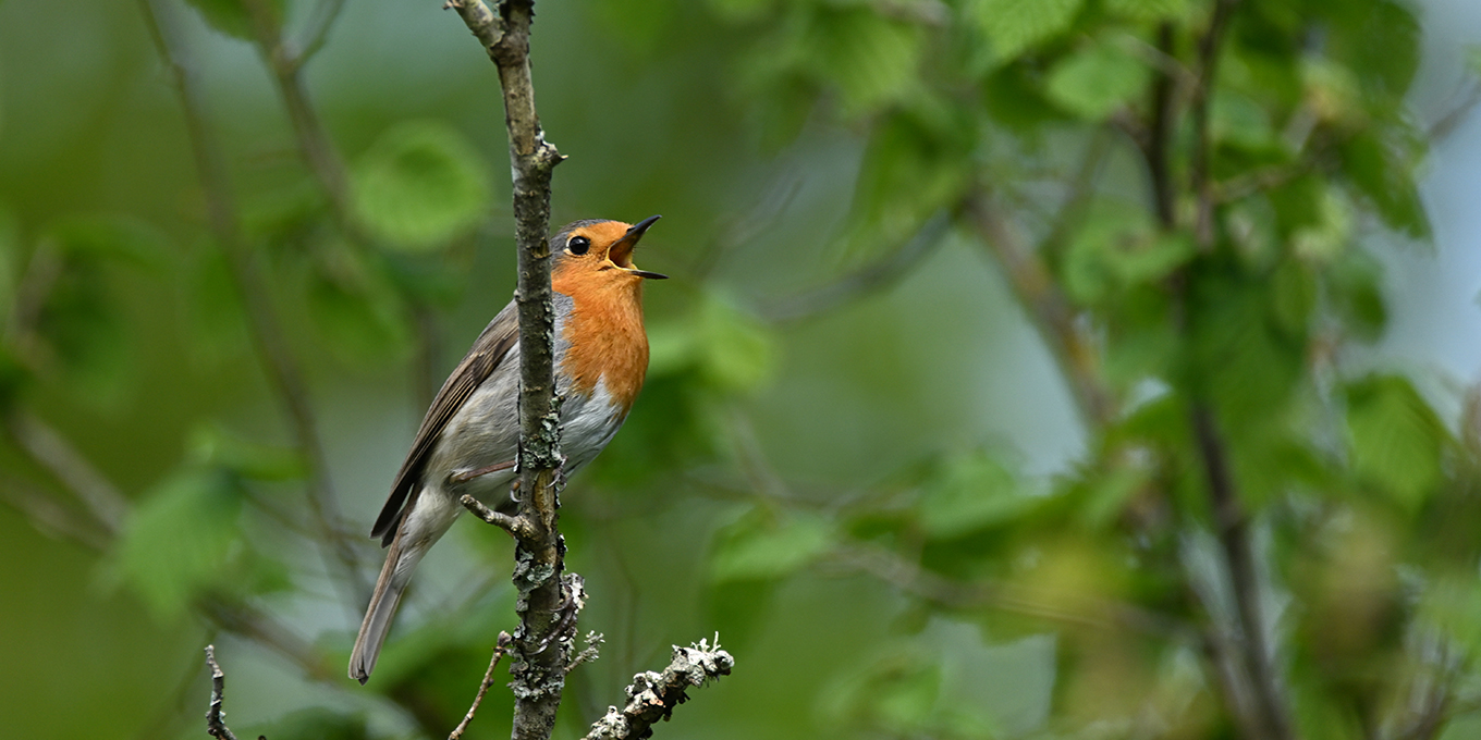 Rougegorge familier © Pierre Cabard